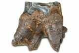 Fossil Woolly Rhino (Coelodonta) Tooth - Siberia #370968-1